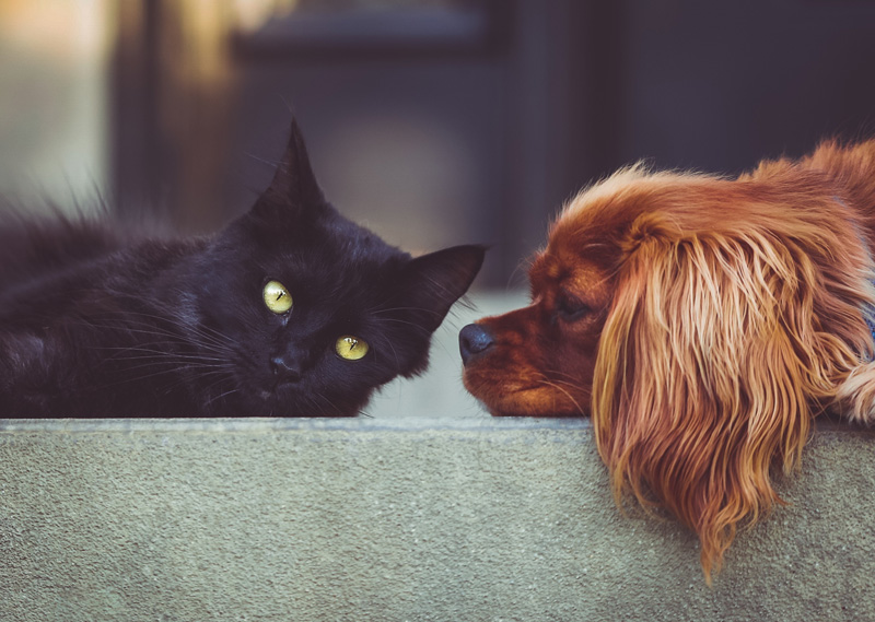 kočka a pes koloidy